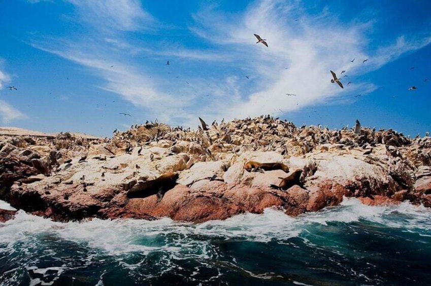 Private Tour to Ballestas Islands Express from Ica