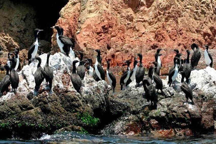 Private Tour to Ballestas Islands Express from Ica