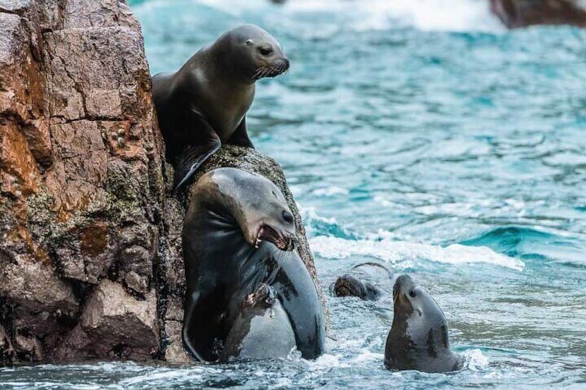 Private Tour to Ballestas Islands Express from Ica