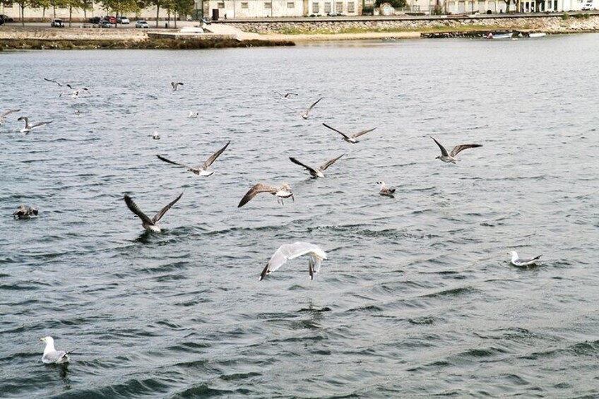 Douro Nature Tour