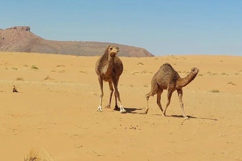 Overnight Desert Camp Experience in Erg Chebbi Dunes