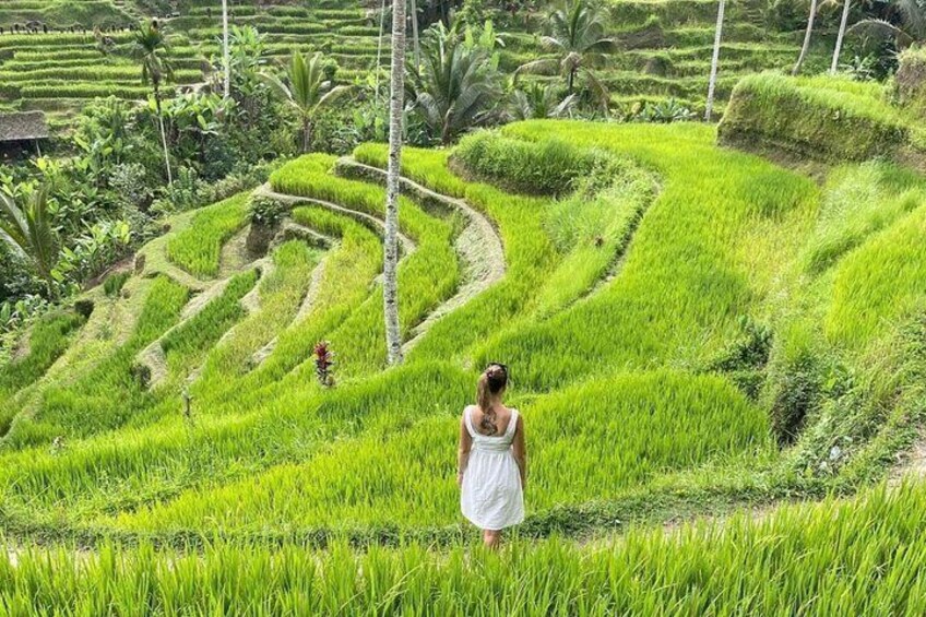 Bali Swing, Monkey Forest and Waterfalls Tour 