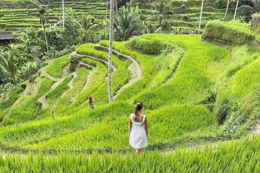 Bali Swing, Monkey Forest and Waterfalls Tour