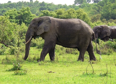 Accra: 5 Days Mole National Park with Safari Tour