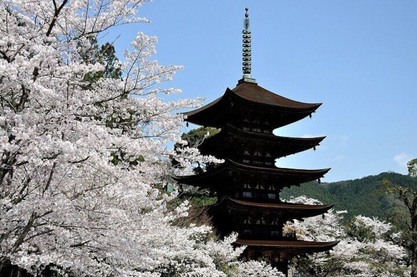 < guided in park >
Ruriko-ji
Five Story Pagoda,
1-28 Kimachi,
Yamaguchi