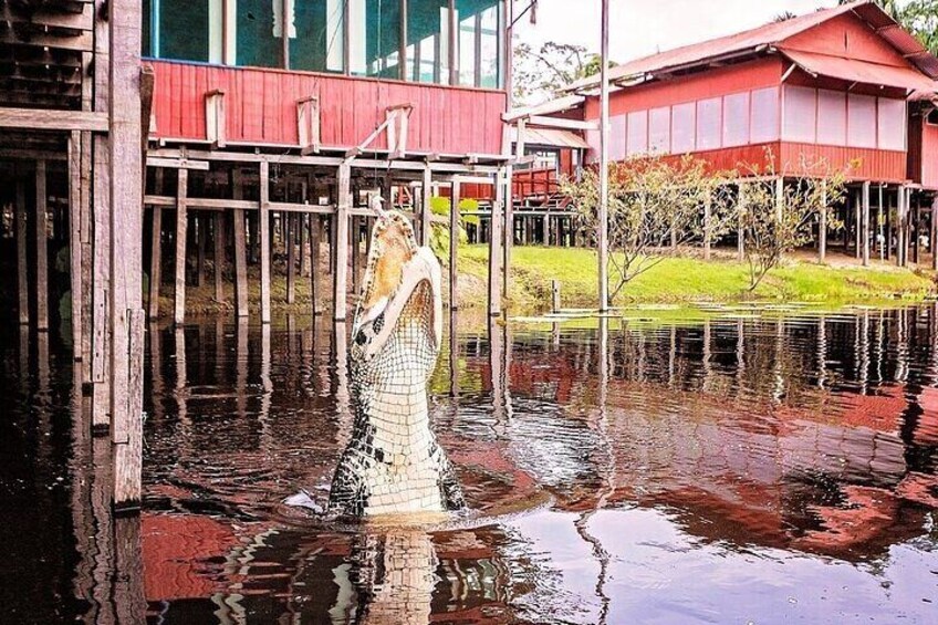 Crocodiles in Marasha Reserve