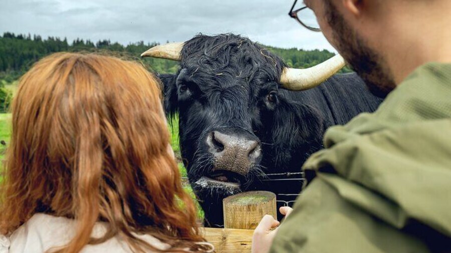 Edinburgh to the Scottish Highlands: Whisky, Views & Hairy Coos