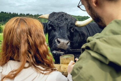 Edinburgh to the Scottish Highlands: Whisky, Views & Hairy Coos