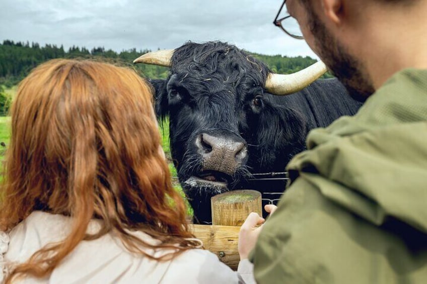 Edinburgh to the Scottish Highlands: Whisky, Views & Hairy Coos