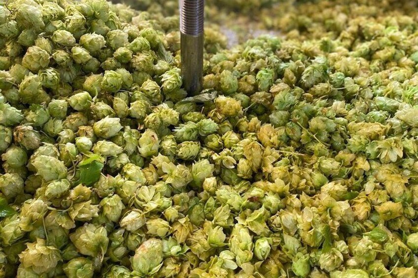 Hops in the brew at the start of the boil.