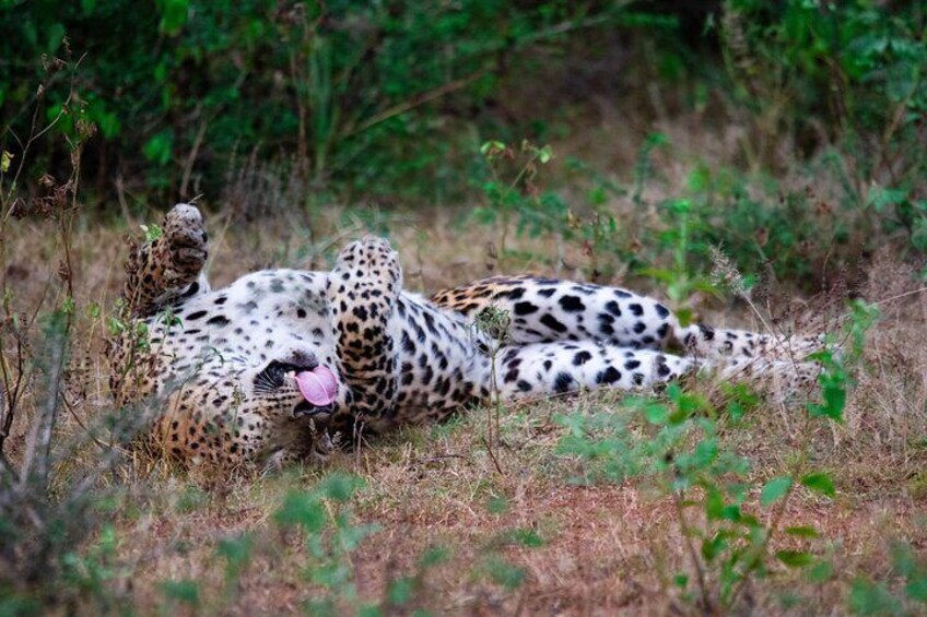 Yala National Park Special Leopard Safari Tour