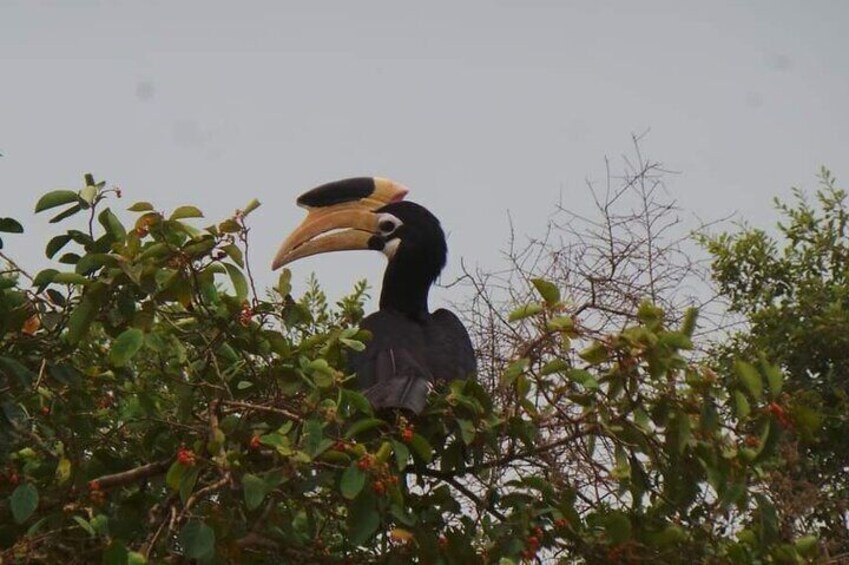 Yala National Park Special Leopard Safari Tour