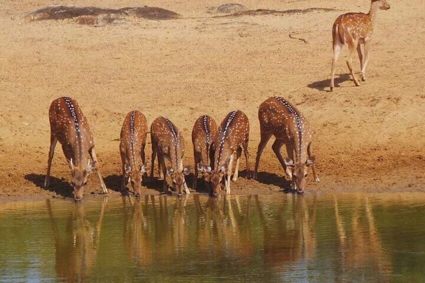 Yala National Park Special Leopard Safari Tour