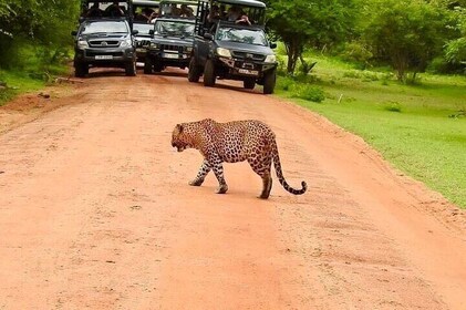 Yala National Park Special Leopard Safari Tour