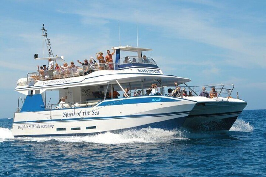 Dolphins and Whales, whale watching in Gran Canaria