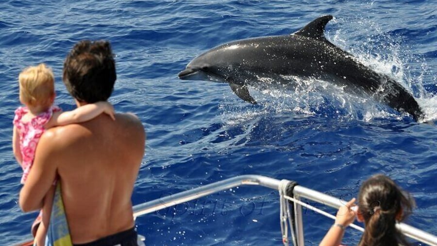 Spirit of the Sea: Cetacean sighting in Gran Canaria