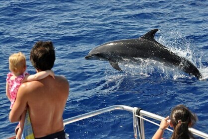 Spirit of the Sea: Cetacean sighting in Gran Canaria