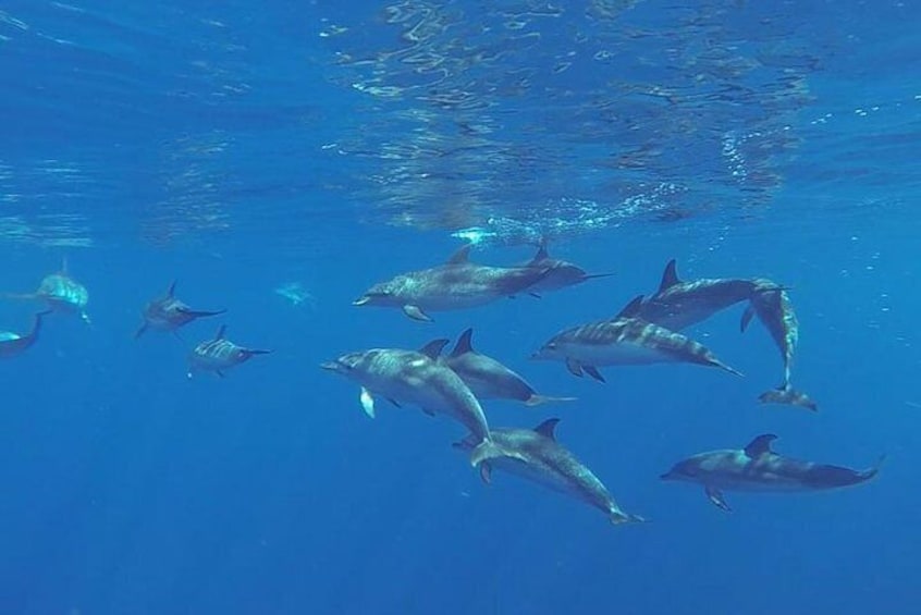 Dolphins and Whales, whale watching in Gran Canaria