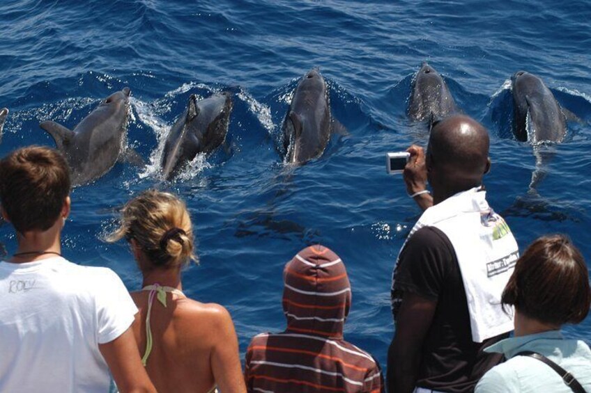 Dolphins and Whales, whale watching in Gran Canaria