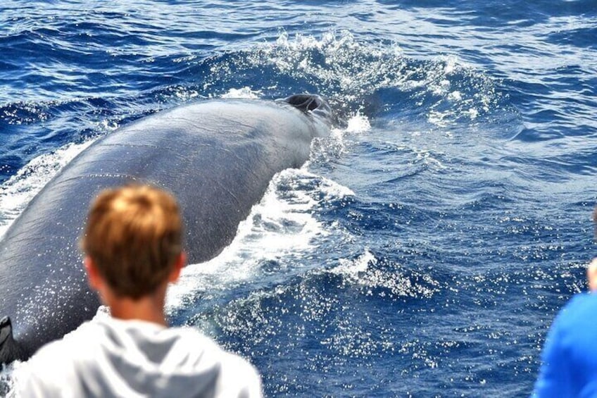 Spirit of the Sea: Cetacean sighting in Gran Canaria