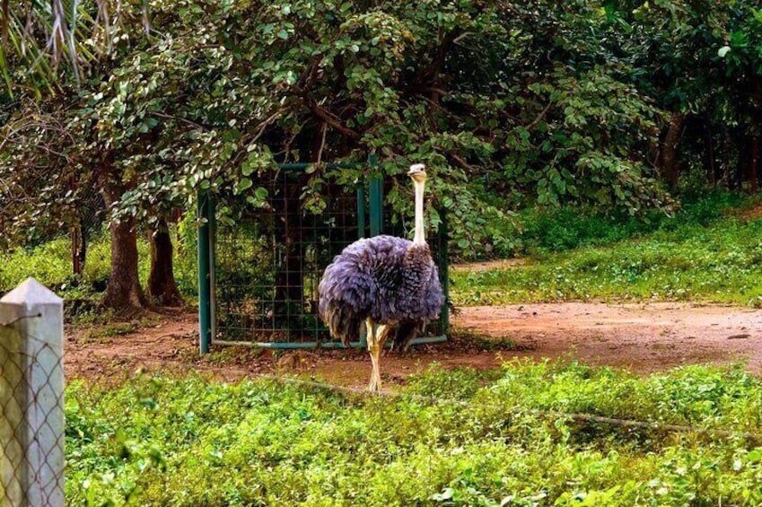 Abuja camping and safari walk tour