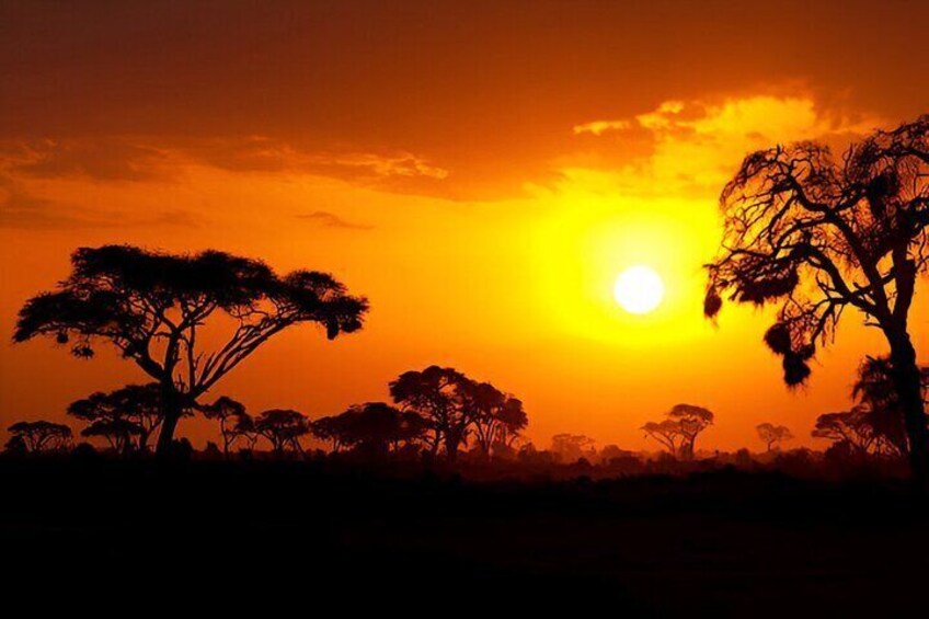 Evening Pilanesberg Night Safari Tour from Sun City