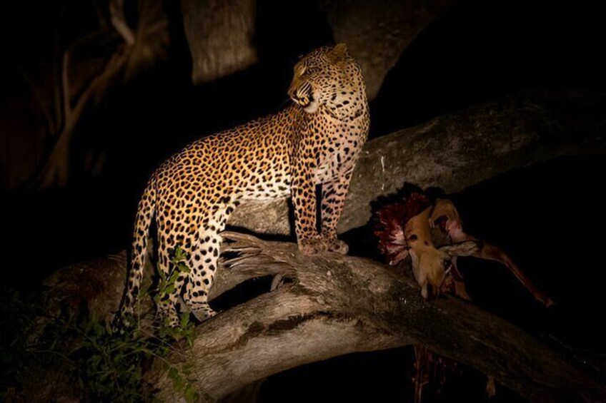 Evening Pilanesberg Night Safari Tour from Sun City
