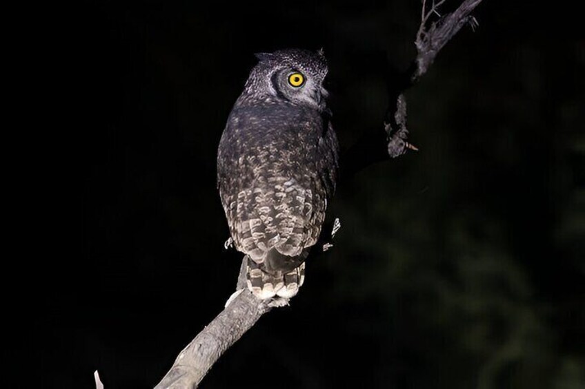 Evening Pilanesberg Night Safari Tour from Sun City