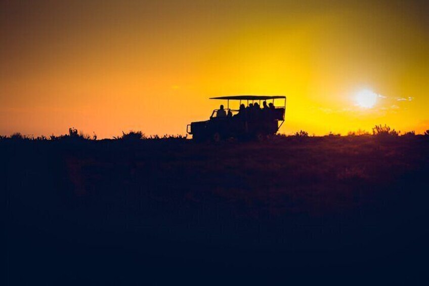 Evening Pilanesberg Night Safari Tour from Sun City
