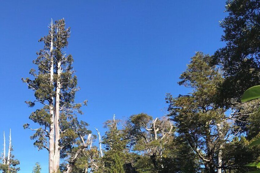 Alerce tree. Can live more than 3500 years. Patagonia Trails