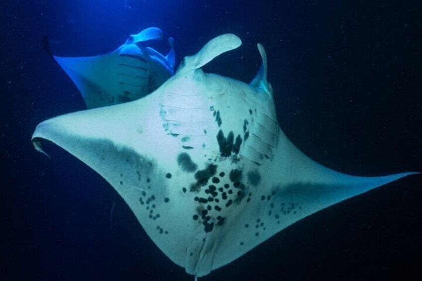 Snorkel With Giant Manta Rays In Kailua Kona