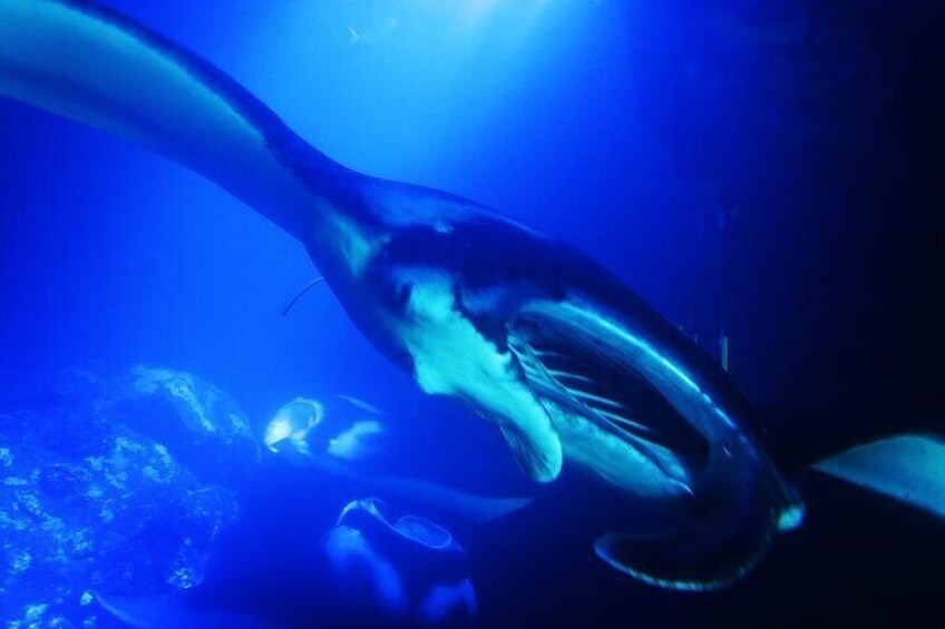 Snorkel With Giant Manta Rays In Kailua Kona