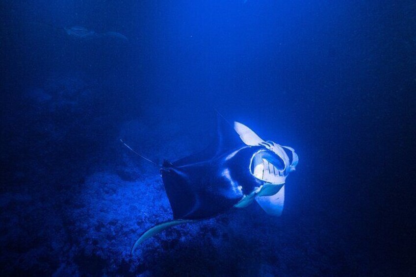 Snorkel With Giant Manta Rays In Kailua Kona