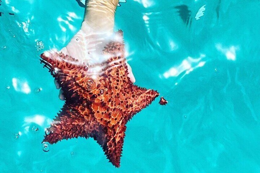 Star fish
