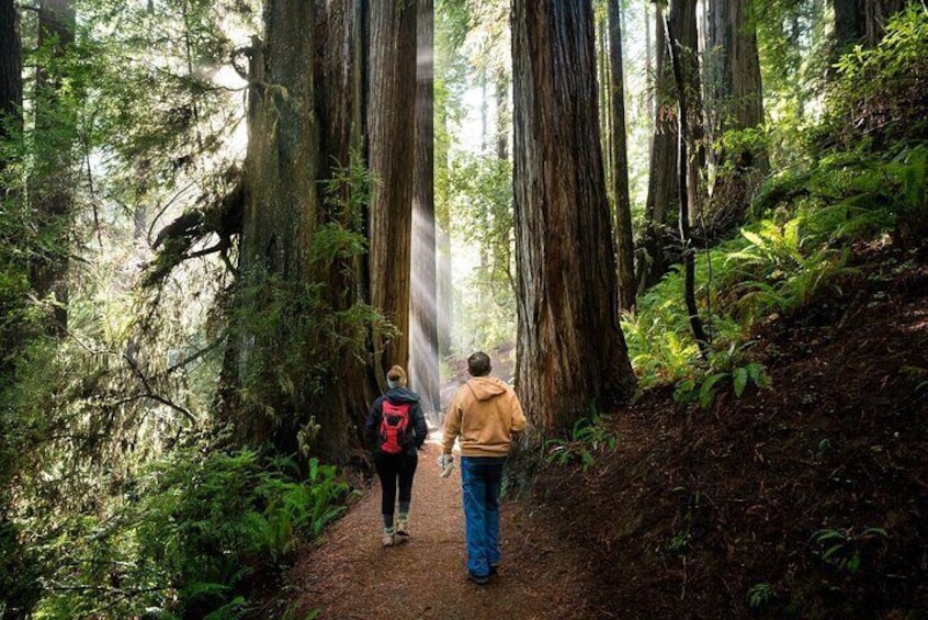 Hikers in Redwood Forest