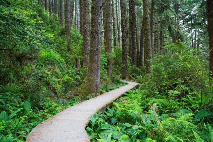 fern Canyon