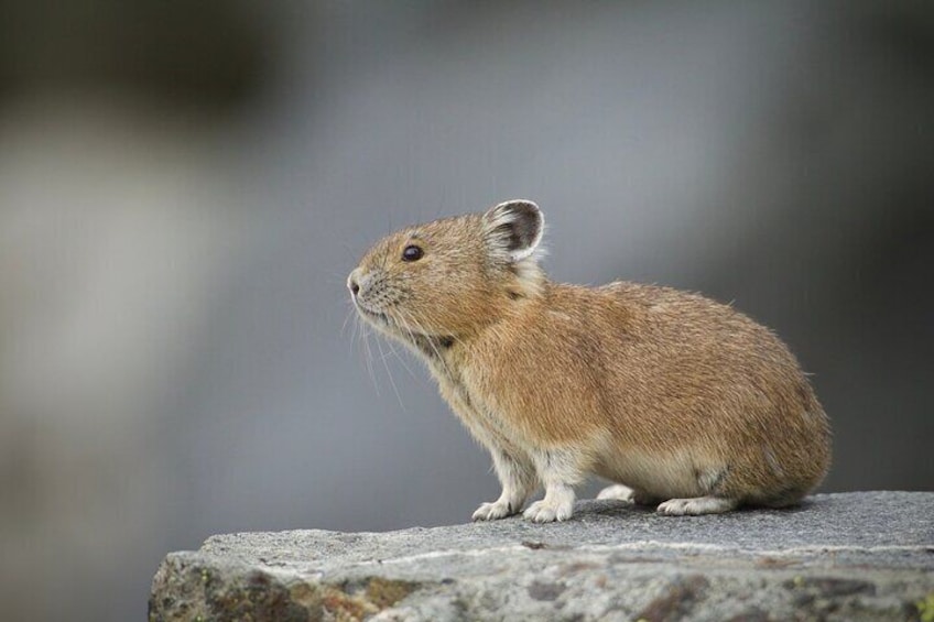 Pika