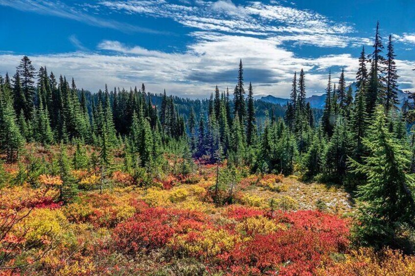 Hiking in Mount Rainier Private Tour from Seattle