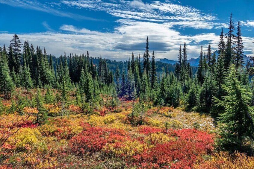 Hiking in Mount Rainier Private Tour from Seattle