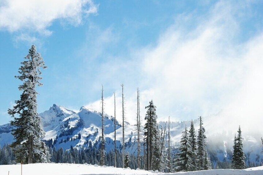 Hiking in Mount Rainier Private Tour from Seattle