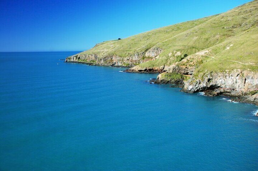 Private Shore Excursion Godley Head Walking Tour From Lyttelton