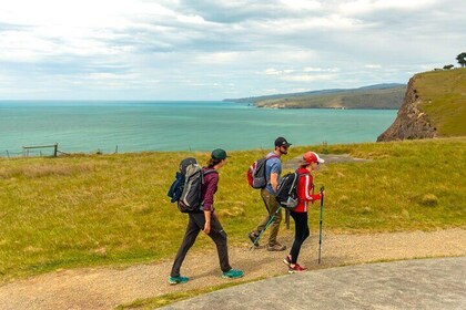 Private Shore Excursion Godley Head Walking Tour & Christchurch