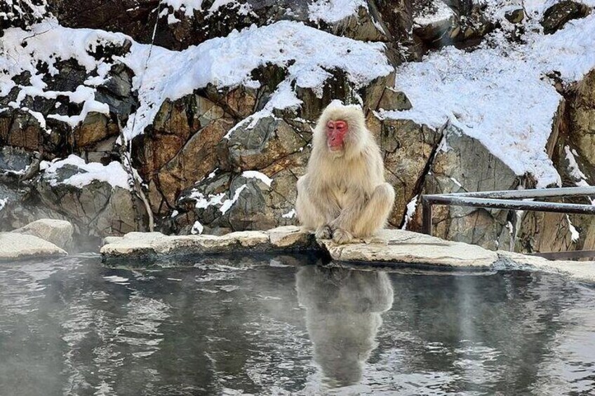 Full Day Nagano Tour Jigokudani Park And Zenkuji Temple