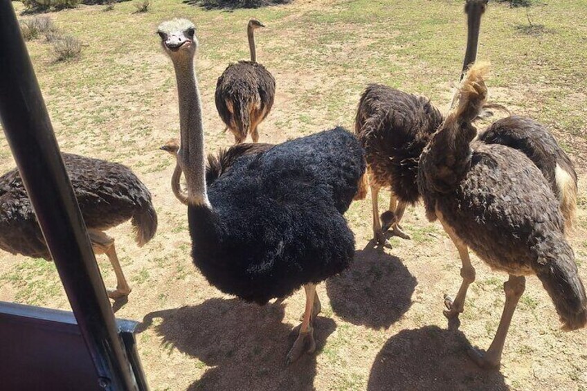 Small Group Big 5 Safaris to Aquila Private Game Reserve