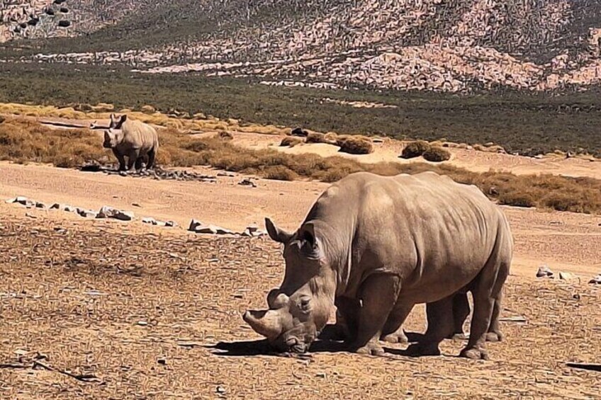 Small Group Big 5 Safaris to Aquila Private Game Reserve