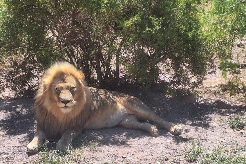 Small Group Big 5 Safaris to Aquila Private Game Reserve