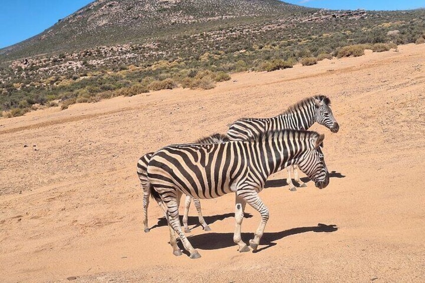 Small Group Big 5 Safaris to Aquila Private Game Reserve