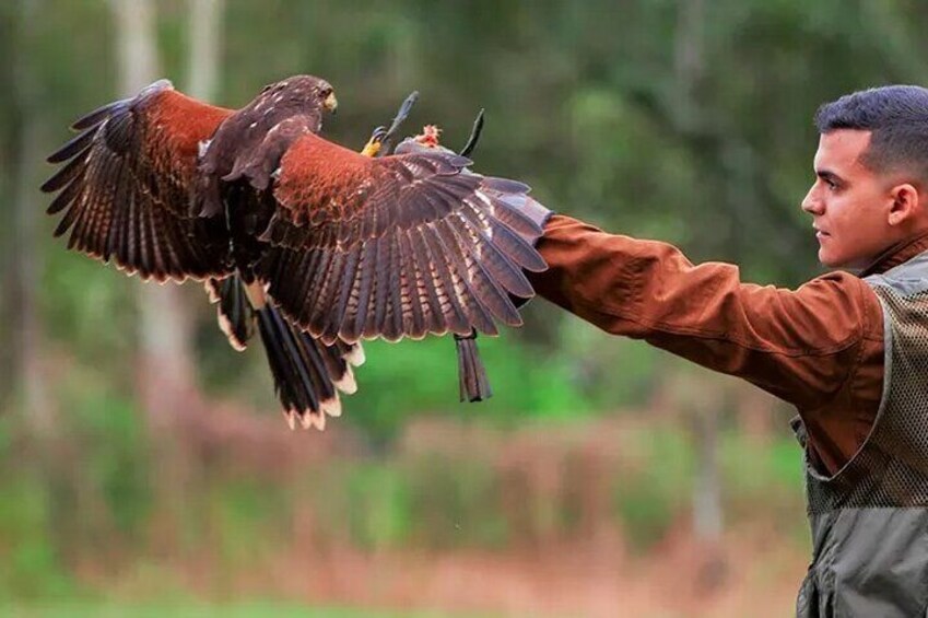 Dreams Eco Park Falcoaria + Transportation