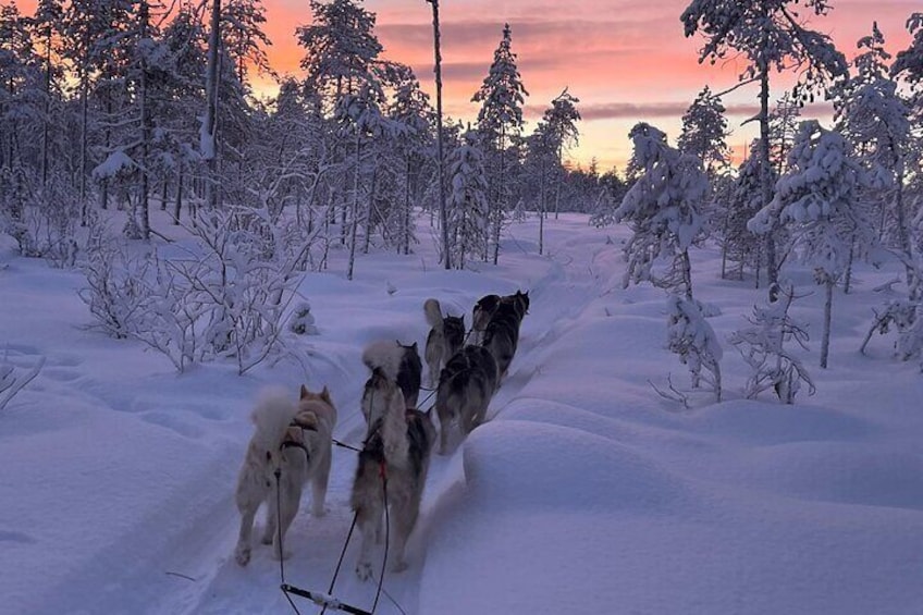 Private Sled Dogs Activity in Vidsel