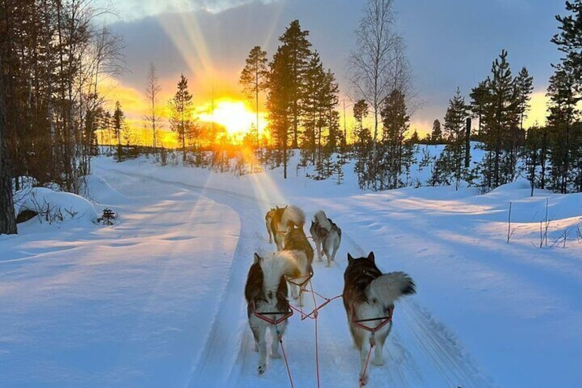 Private Sled Dogs Activity in Vidsel